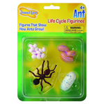 ANT LIFE CYCLE STAGES