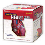 HUMAN HEART CROSSSECTION MODEL