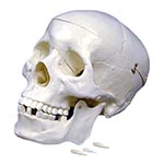 PLASTIC SKULL MODEL