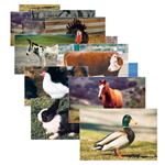 FARM ANIMAL POSTER SET SE T OF 10