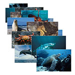 SEA LIFE 14 POSTER CARDS